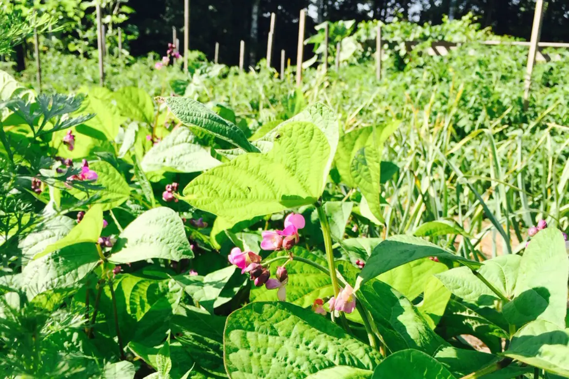 Homesteading – What Is It
