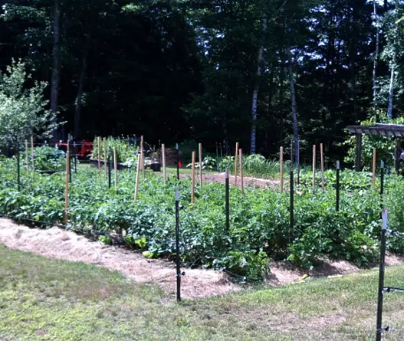 Vegetable Gardening Styles & Methods displaying in ground garden bed using vertical gardening
