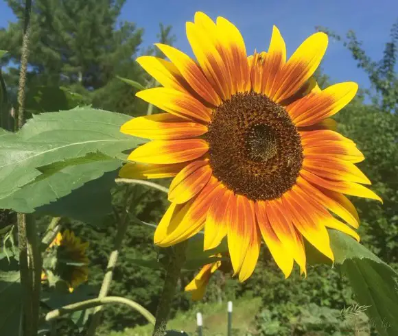 Vegetable Gardening Styles & Methods closeup of sunflower in mixed gardening style example