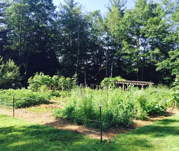 Vegetable Gardening Styles & Methods example of in ground bed gardening style using Ruth Stouts method