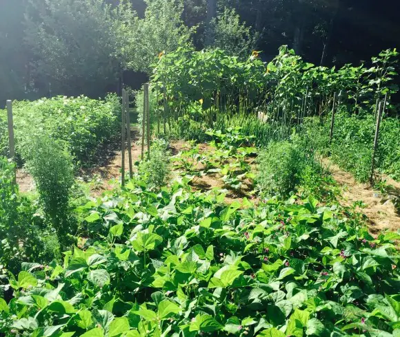 vegetable gardening Styles & Methods large row in ground gardening example