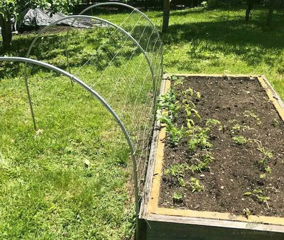 vegetable gardening Determining Your Style raised bed example