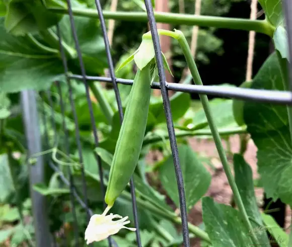 vegetable garden styles & methods snow pea on trellis gardening example