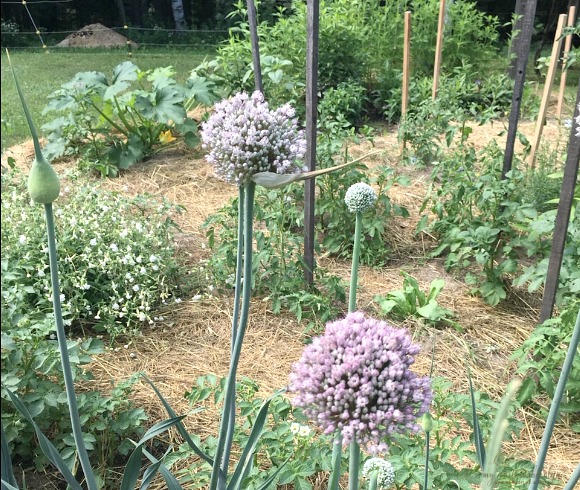 Garden Failures - What To Do image of allium seed heads in a productive garden setting