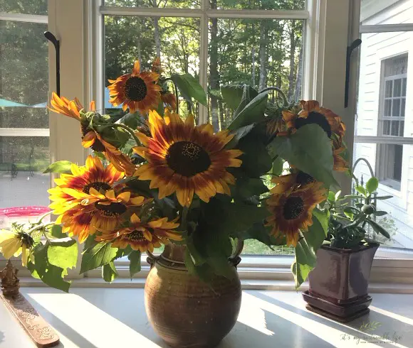 Garden Failures - What To Do display of sunflowers in vase showing gardening success