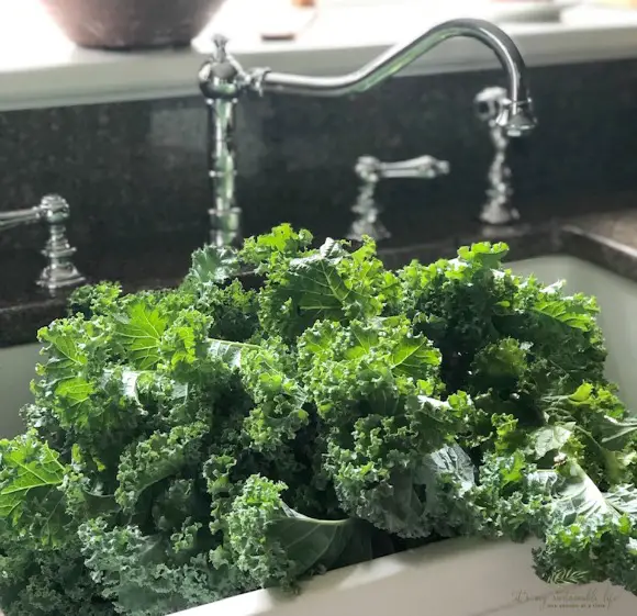 How To Grow What You Eat sink filled with fresh kale greens