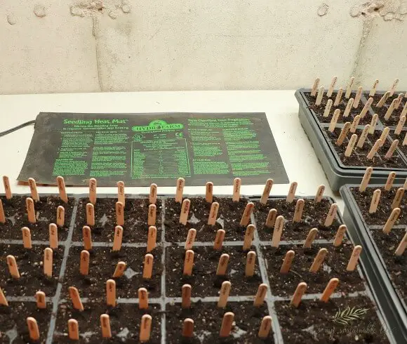 Seed starting 101 seedling trays planted displaying seedling heat mat