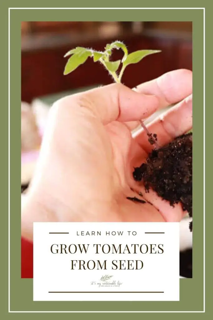 Growing Tomatoes From Seed pin for Pinterest