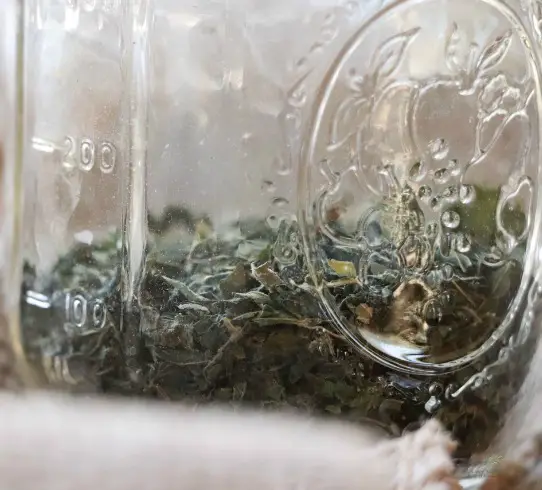 Herbal Infusions {How To Make & Use} close up view of the herb stinging nettles in mason jar