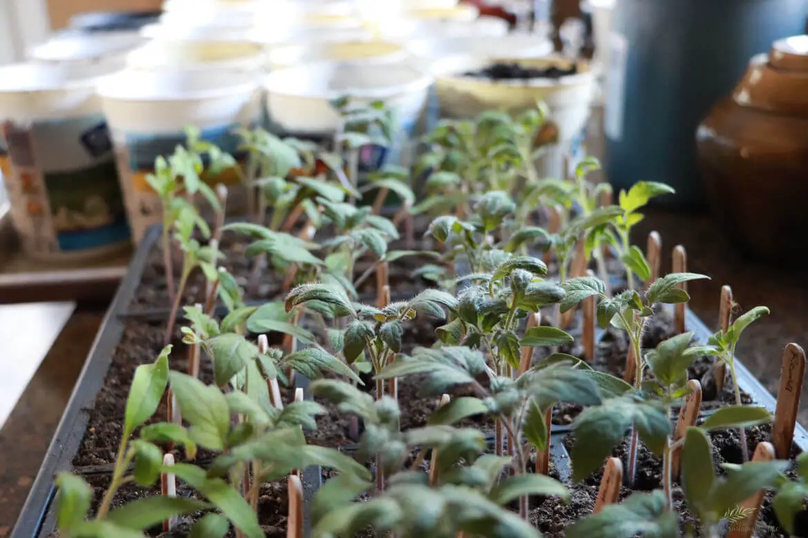 How To Grow Tomatoes From Seed How To Grow Tomatoes From Seed closeup view of tomato seedlings