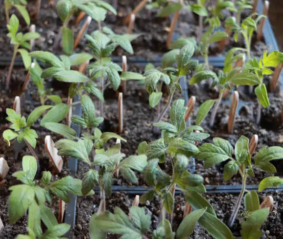 How To Grow Tomatoes From Seed closeup of tomato seedlings with markers