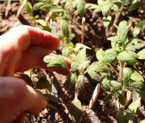 How To Grow Tomatoes From Seed close up view of cotelydon and first true leaves of tomato seedling