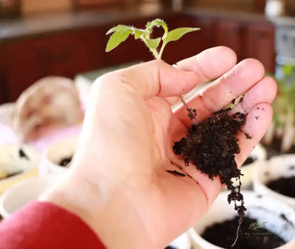 How To Grow Tomatoes From Seed tomato seedling showing root system