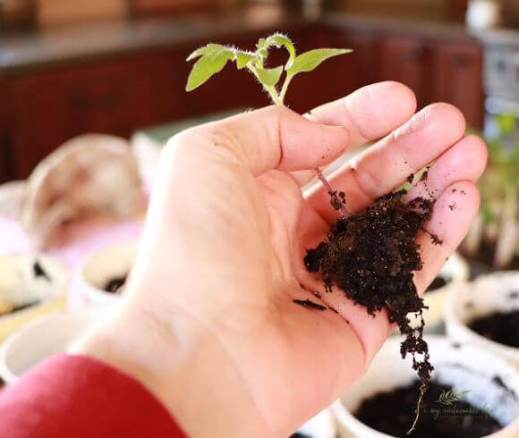 How To Grow Tomatoes From Seed tomato seedling showing root system