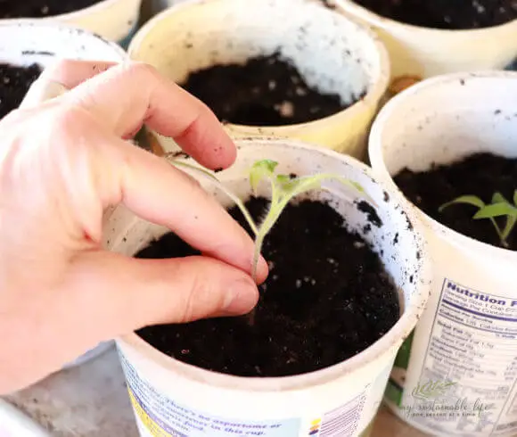 How To Grow Tomatoes From Seed transplanting tomato seedling into pot