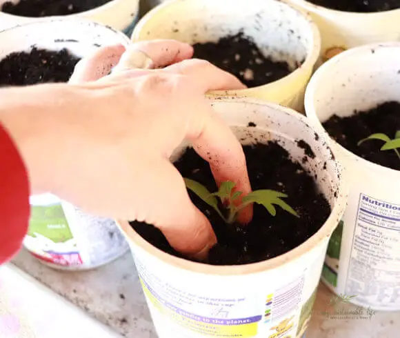 How To Grow Tomatoes From Seed pinching soil around seedling transplant when repotting
