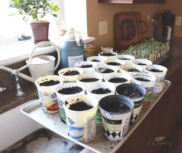 How To Grow Tomatoes From Seed pots ready to be used for transplanting tomato seedlings