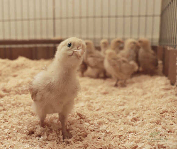 Baby Chick Care closeup image of baby chick with funny look on face