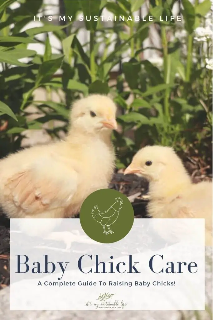 Baby Chick Care pin for Pinterest