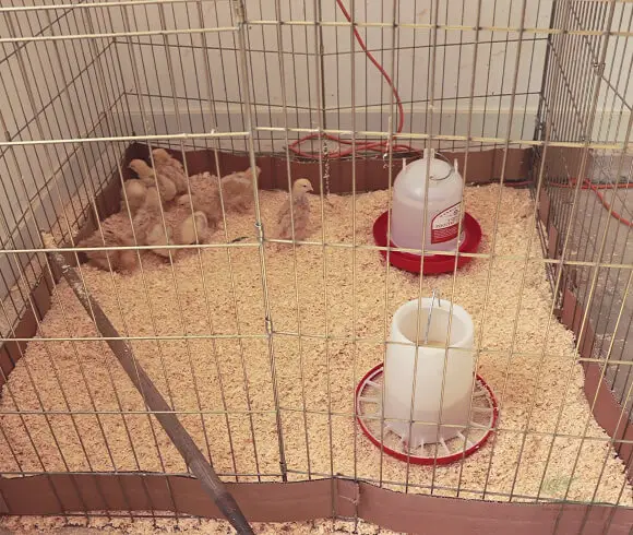 Baby Chick Care image of next stage pen with shavings & feeders