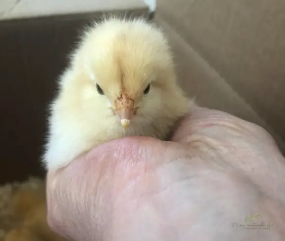 Baby Chick Care newborn baby chick being held in hand