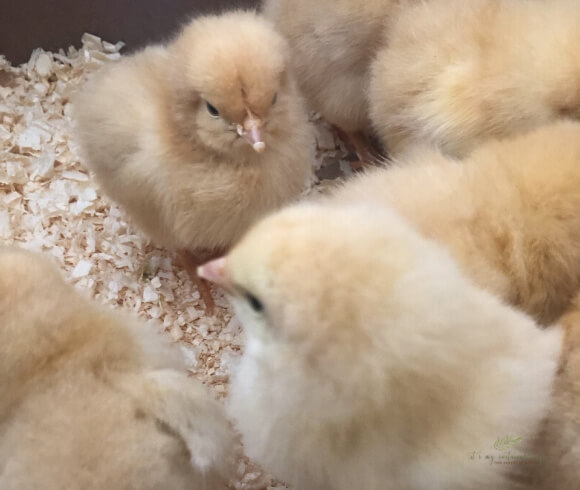 Baby Chick Care newborn baby chicks huddled together