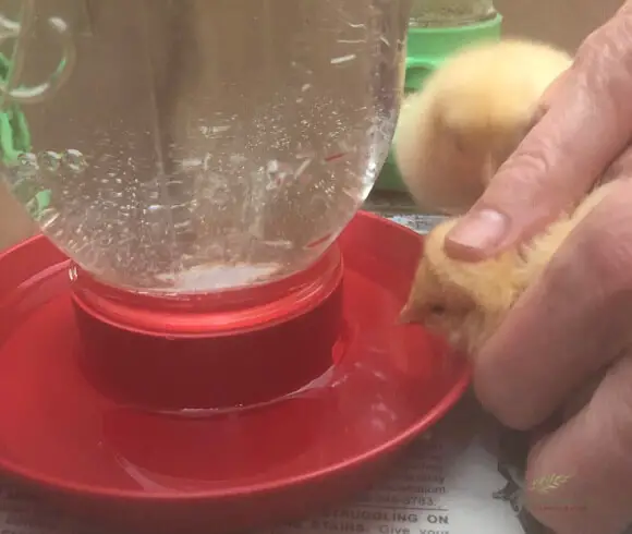 Baby Chick Care newborn baby chicks beak being introduced to water