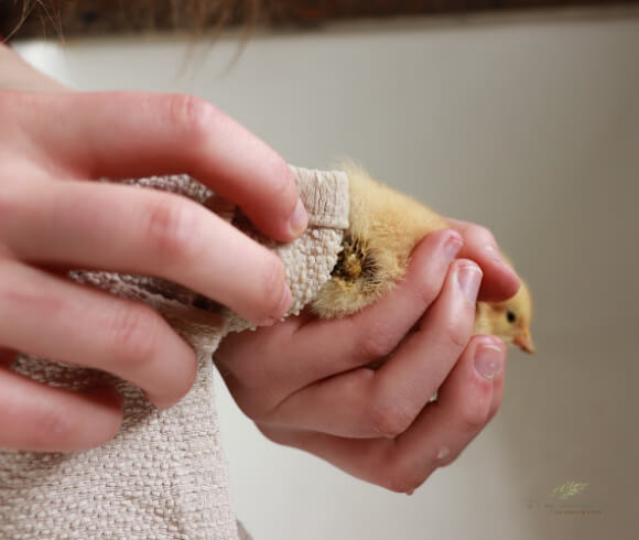 Baby Chick Care image displaying pasty butt on baby chick & how to gently clean it with warm washcloth