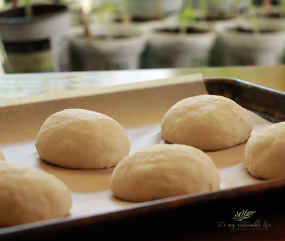 Homemade Hamburger Buns shaped dough rising and ready to go into oven on baking sheet pan