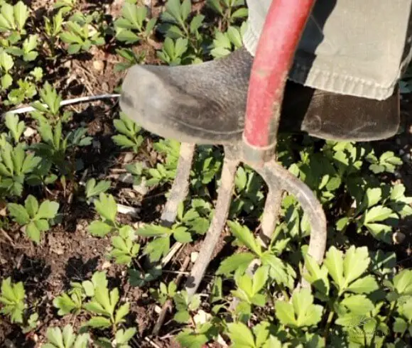 Useful Gardening Tools image of pitchfork being pushed into garden area by foot