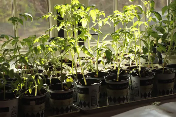 Victory Garden Resurgence tomato plant seedlings in dappled sunlight