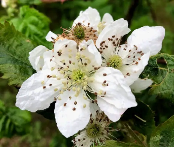 Victory Garden Resurgence blackberry blossom up close