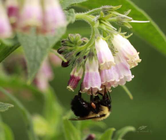 Bee Friendly Plants closeup image of borage flower with bumblebee on it