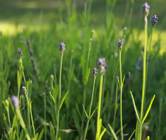 Bee Friendly Plants image of lavender flowers just emerging