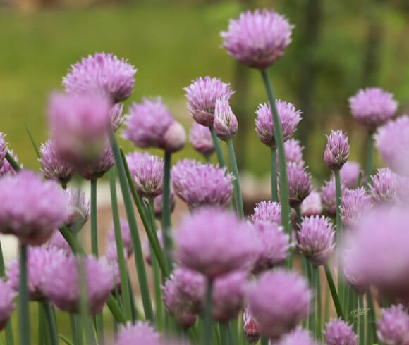 Bee Friendly Plants closeup image of chive purple flowers