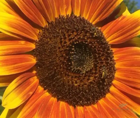 Bee Friendly Plants closeup image of sunflower center with several honeybees attached