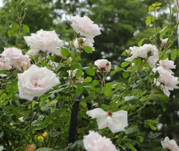 DIY Rose Oil image white roses in bloom on bush