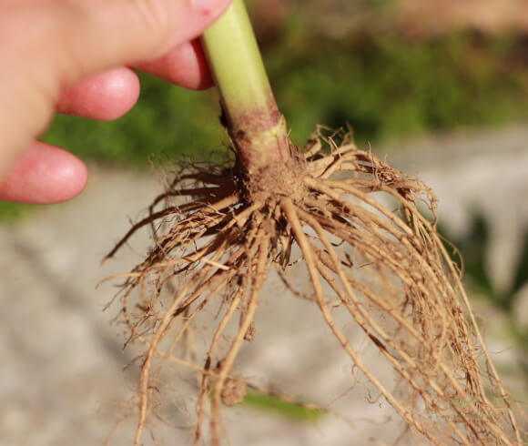 How To Grow & Use Valerian image of root system
