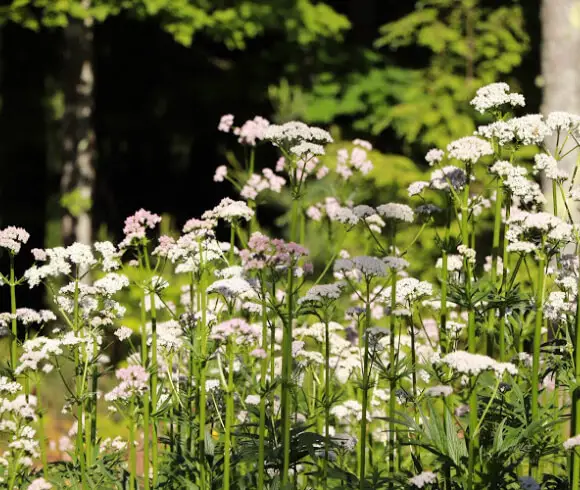 How To Grow & Use Valerian showing valerian growing in abundance