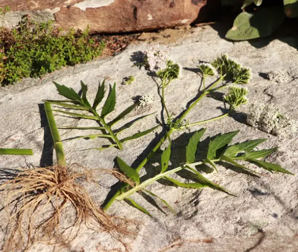 How To Grow & Use Valerian breakdown of valerian plants stem, roots, leaf and flower laying on a rock