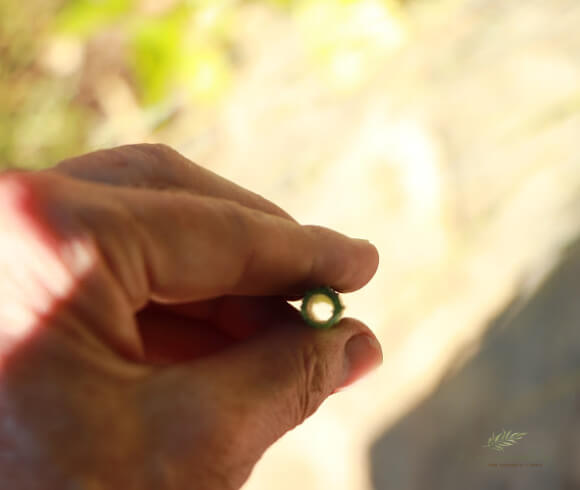 How To Grow & Use Valerian hand holding valerian stem showing how its hollow