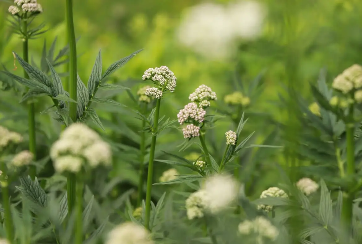 How To Grow & Use Valerian How To Grow & Use Valerian beautiful image of valerian amongst its greens