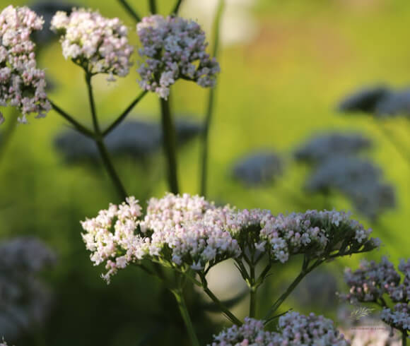 How To Grow & Use Valerian closeup of flowerhead showing variations in color from pale pink to white