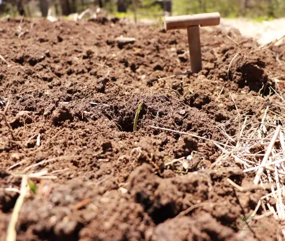 Planting Onions 3 Ways image showing garden planting bed with dibble, holes, and onion transplants in the holes