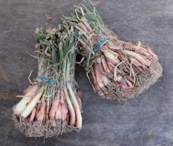 Planting Onions 3 Ways showing two bundles of onion transplants held together with elastic