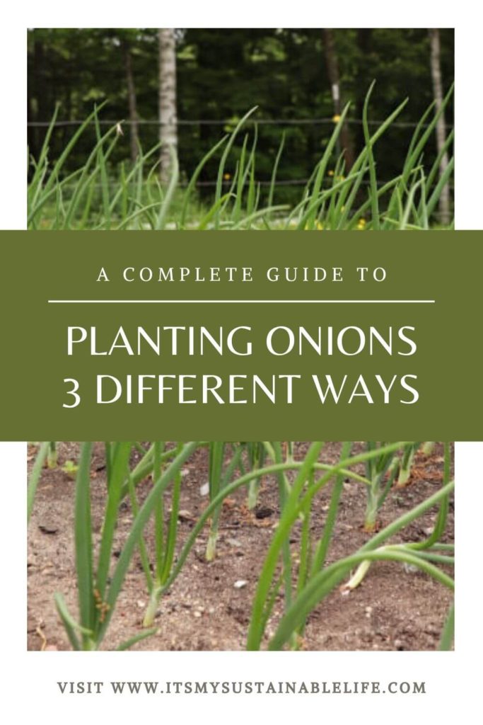 Planting Onions 3 Ways pin for Pinterest