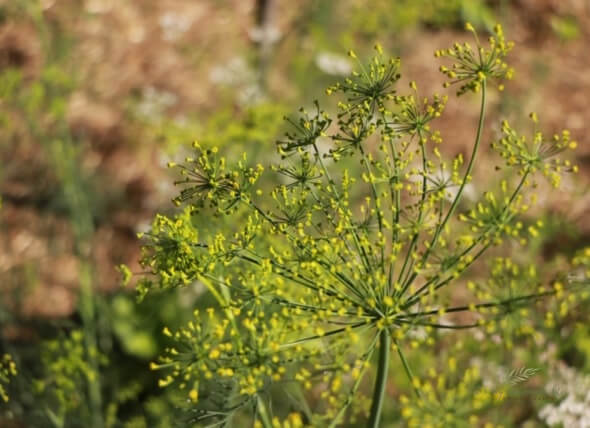 Lacto Fermented Dilly Beans closeup image of dill flowerhead in garden