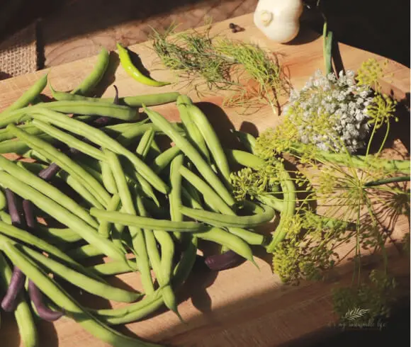 Lacto Fermented Dilly Beans image showing all ingredients for making this laying on board