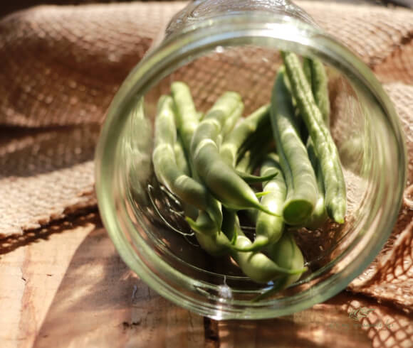 Lacto Fermented Dilly Beans mason jar on its side with fresh green beans in it