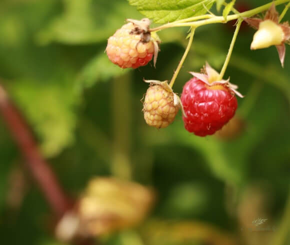 Red Raspberry Jam raspberries on the vine in various stages of ripeness